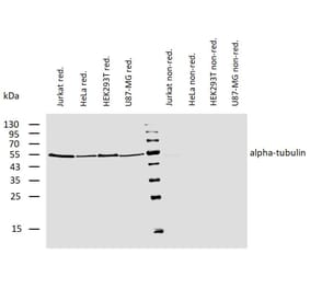 WB - Anti-alpha Tubulin Antibody [TU-01] (Biotin) (A86728)