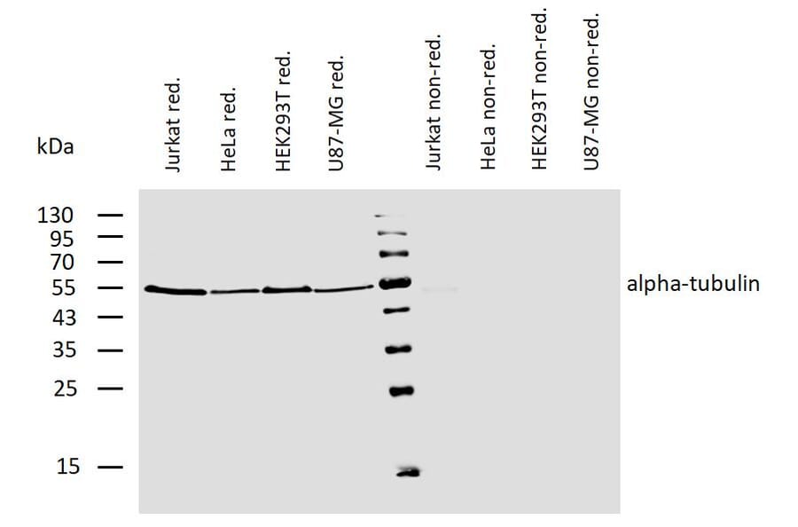 WB - Anti-alpha Tubulin Antibody [TU-01] (Biotin) (A86728)