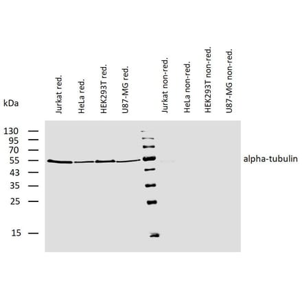 WB - Anti-alpha Tubulin Antibody [TU-01] (Biotin) (A86728)