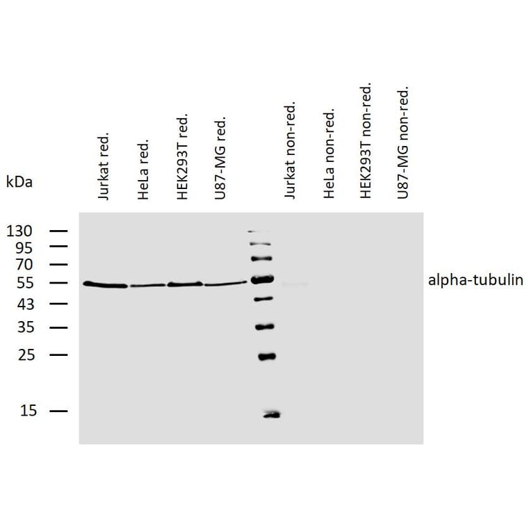 WB - Anti-alpha Tubulin Antibody [TU-01] (Biotin) (A86728)