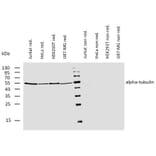 WB - Anti-alpha Tubulin Antibody [TU-01] (Biotin) (A86728)