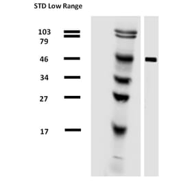 Western Blot - Anti-alpha Tubulin Antibody [TU-01] (Biotin) (A86727) - Antibodies.com