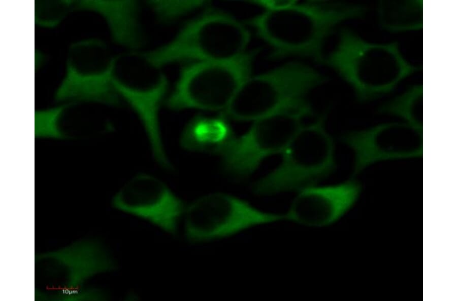 ICC - Anti-alpha Tubulin Antibody [TU-01] (FITC) (A86729)