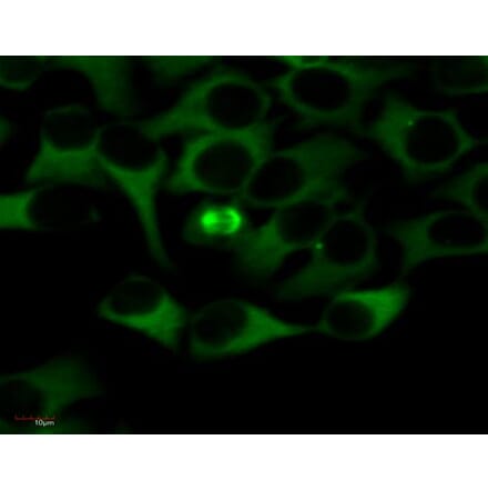 ICC - Anti-alpha Tubulin Antibody [TU-01] (FITC) (A86729)