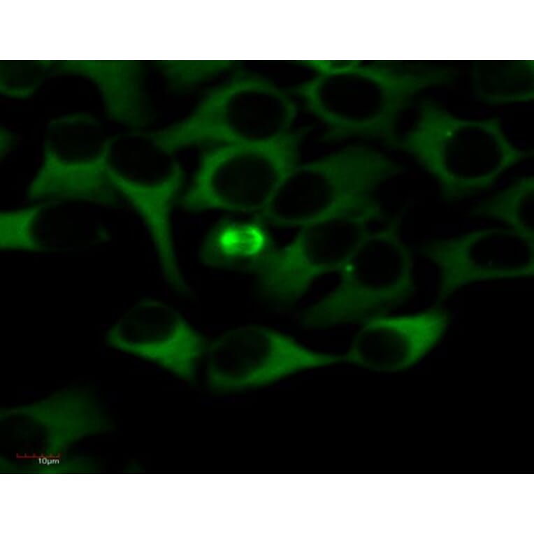 ICC - Anti-alpha Tubulin Antibody [TU-01] (FITC) (A86729)