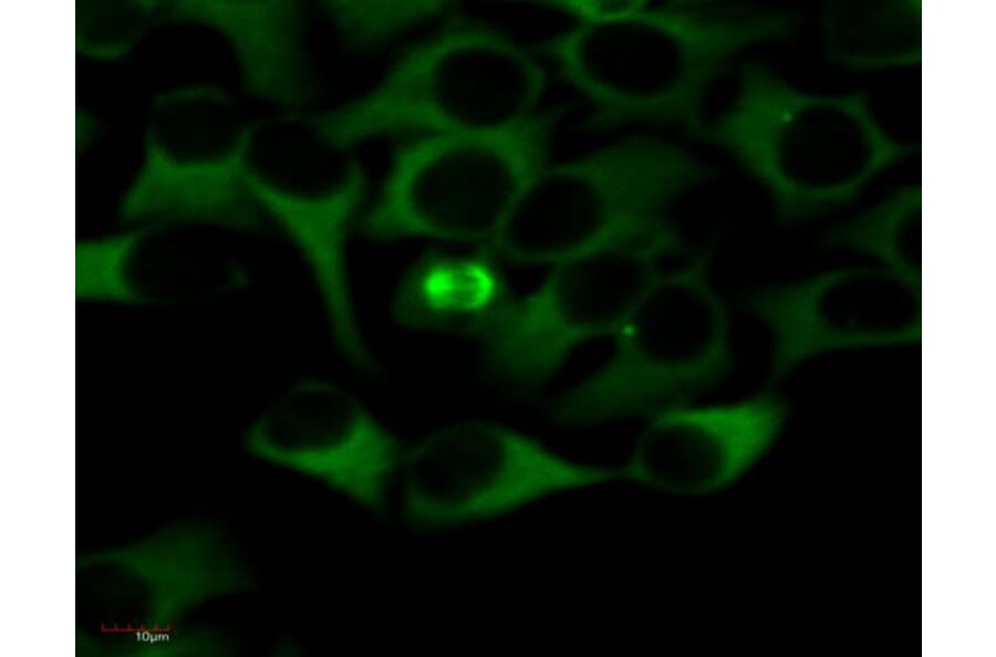 Flow Cytometry - Anti-alpha Tubulin Antibody [TU-01] (FITC) (A86728) - Antibodies.com