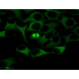 Flow Cytometry - Anti-alpha Tubulin Antibody [TU-01] (FITC) (A86728) - Antibodies.com