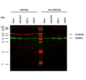WB - Anti-beta Tubulin Antibody [TU-13] (A86730)