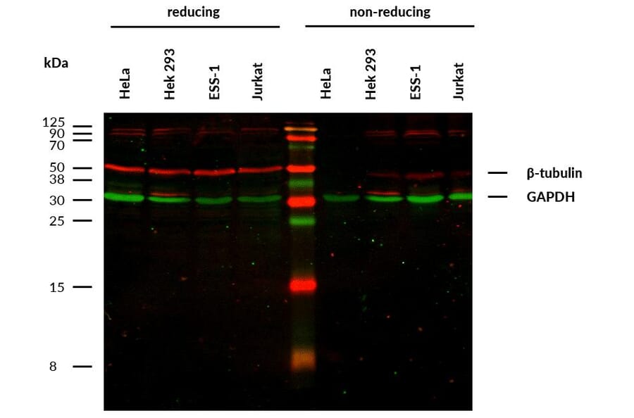 WB - Anti-beta Tubulin Antibody [TU-13] (A86730)