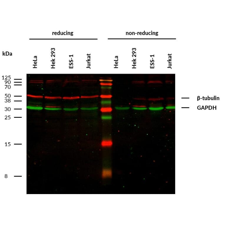 WB - Anti-beta Tubulin Antibody [TU-13] (A86730)