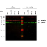 WB - Anti-beta Tubulin Antibody [TU-13] (A86730)