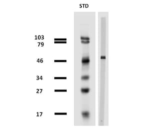 Western Blot - Anti-beta Tubulin Antibody [TU-13] (A86729) - Antibodies.com