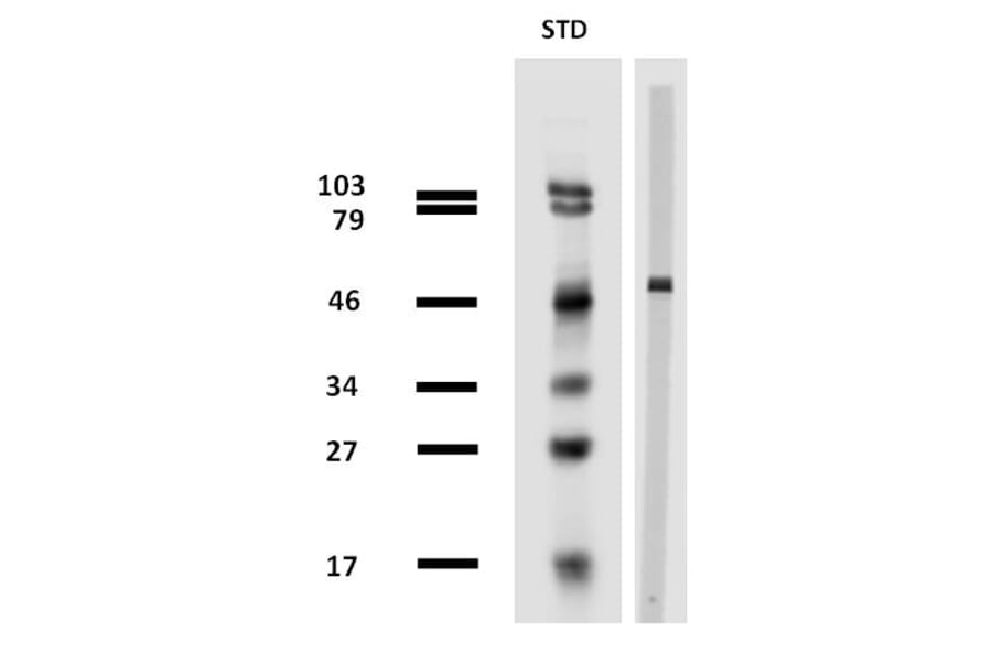 Western Blot - Anti-beta Tubulin Antibody [TU-13] (A86729) - Antibodies.com