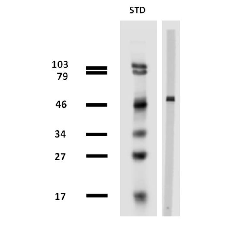 Western Blot - Anti-beta Tubulin Antibody [TU-13] (A86729) - Antibodies.com