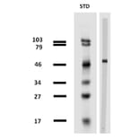 Western Blot - Anti-beta Tubulin Antibody [TU-13] (A86729) - Antibodies.com