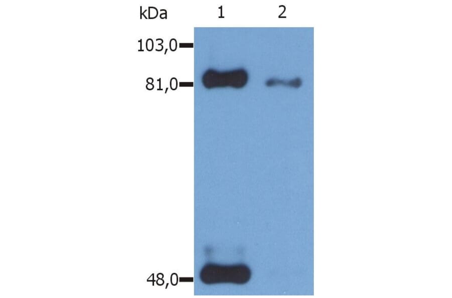 WB - Anti-STAT1 (phospho S727) Antibody [PSM1] (A86741)