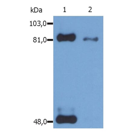 WB - Anti-STAT1 (phospho S727) Antibody [PSM1] (A86741)