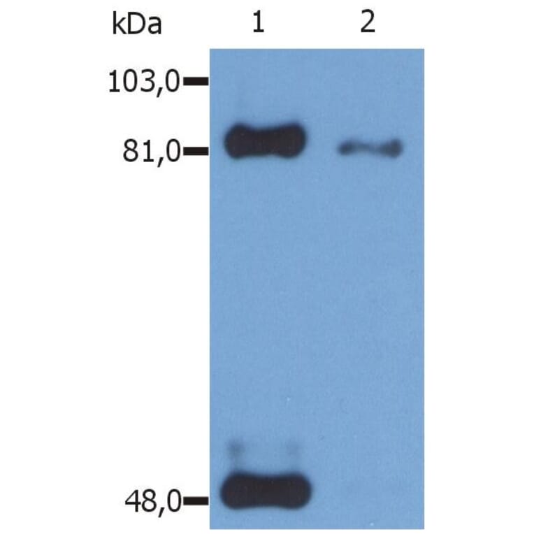 WB - Anti-STAT1 (phospho S727) Antibody [PSM1] (A86741)
