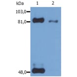 WB - Anti-STAT1 (phospho S727) Antibody [PSM1] (A86741)