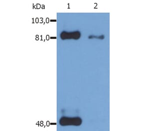 Western Blot - Anti-STAT1 (phospho Ser727) Antibody [PSM1] (A86738) - Antibodies.com