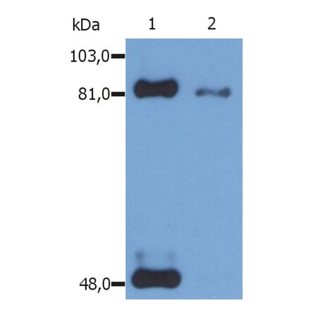 Western Blot - Anti-STAT1 (phospho Ser727) Antibody [PSM1] (A86738) - Antibodies.com
