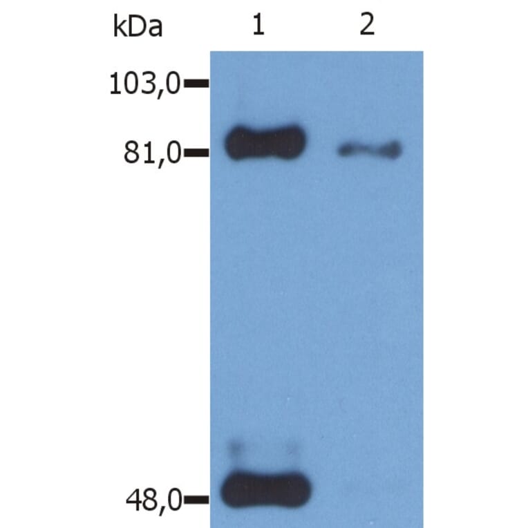 Western Blot - Anti-STAT1 (phospho Ser727) Antibody [PSM1] (A86738) - Antibodies.com