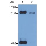 Western Blot - Anti-STAT1 (phospho Ser727) Antibody [PSM1] (A86738) - Antibodies.com