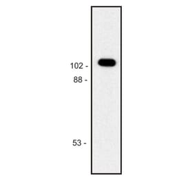 WB - Anti-beta Galactosidase Antibody [BG-02] (A86754)