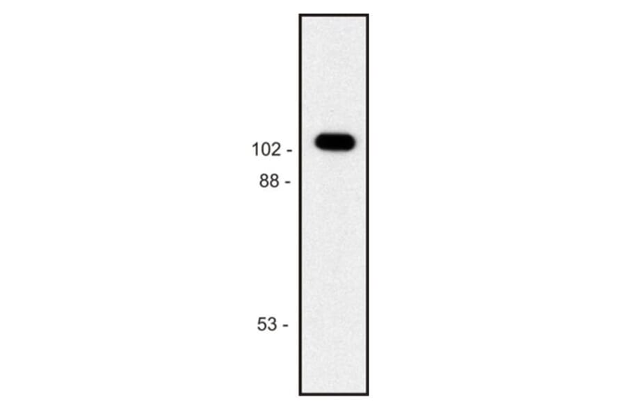 WB - Anti-beta Galactosidase Antibody [BG-02] (A86754)