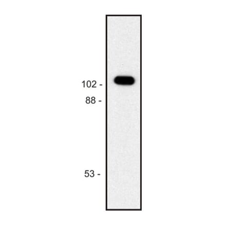 WB - Anti-beta Galactosidase Antibody [BG-02] (A86754)