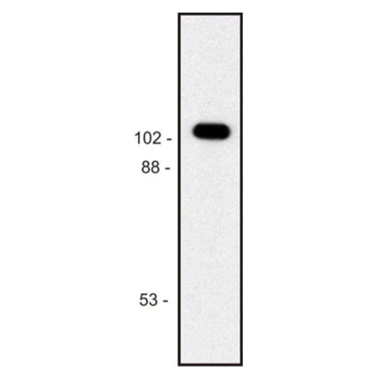 WB - Anti-beta Galactosidase Antibody [BG-02] (A86754)