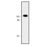 Western Blot - Anti-beta Galactosidase Antibody [BG-02] (A86752) - Antibodies.com