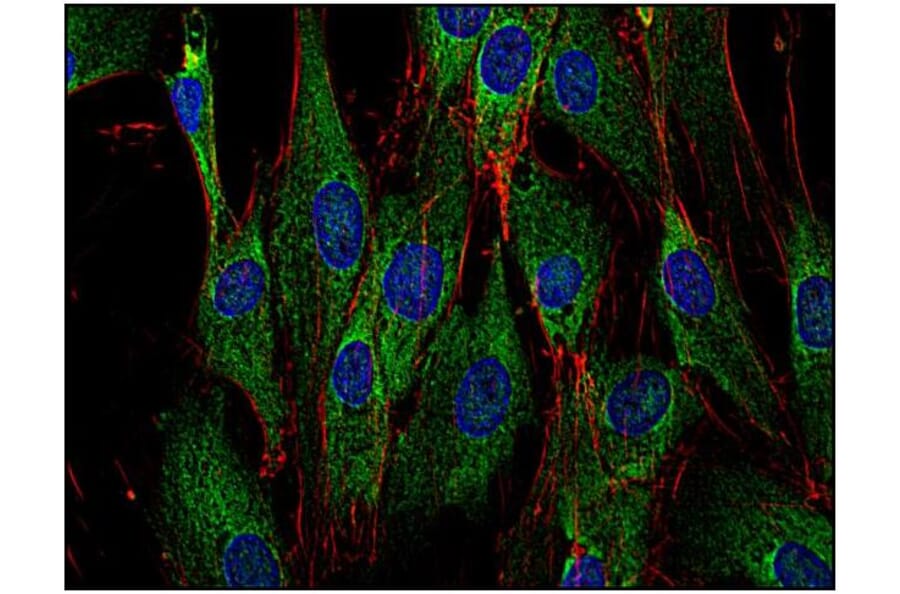 ICC - Anti-SOS1 Antibody [SOS-01] (A86758)
