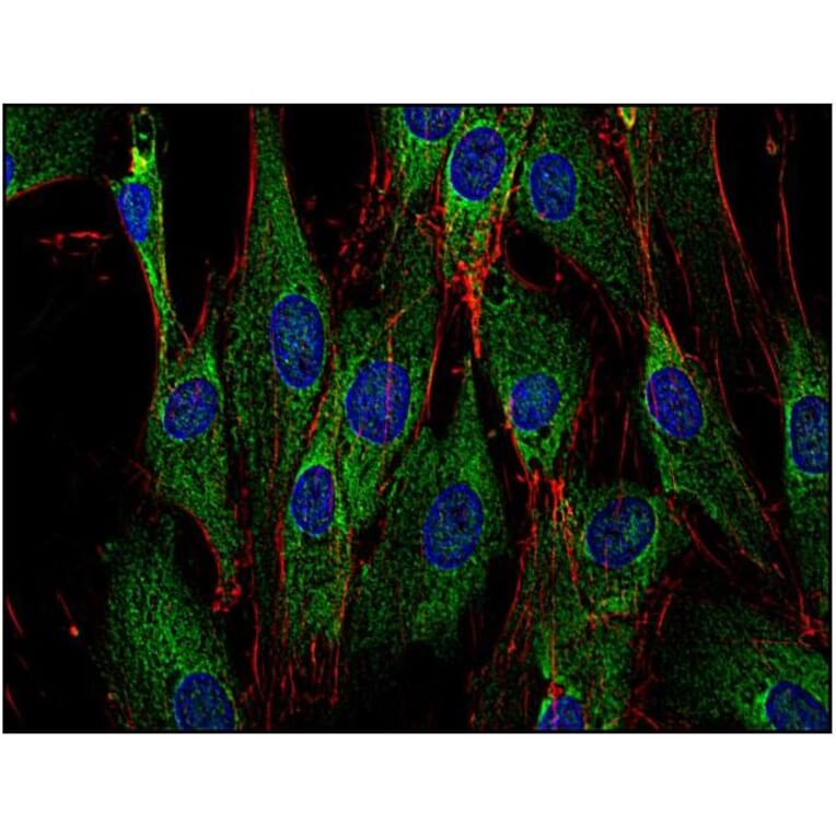 ICC - Anti-SOS1 Antibody [SOS-01] (A86758)