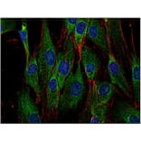 ICC - Anti-SOS1 Antibody [SOS-01] (A86758)