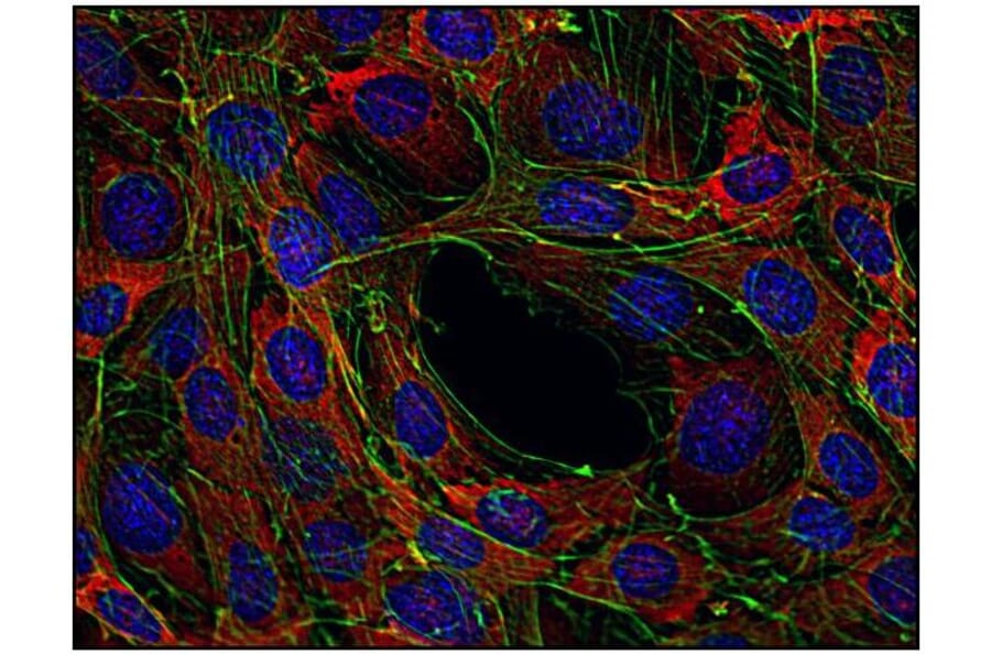 ICC - Anti-SOS1 Antibody [SOS-01] (A86758)