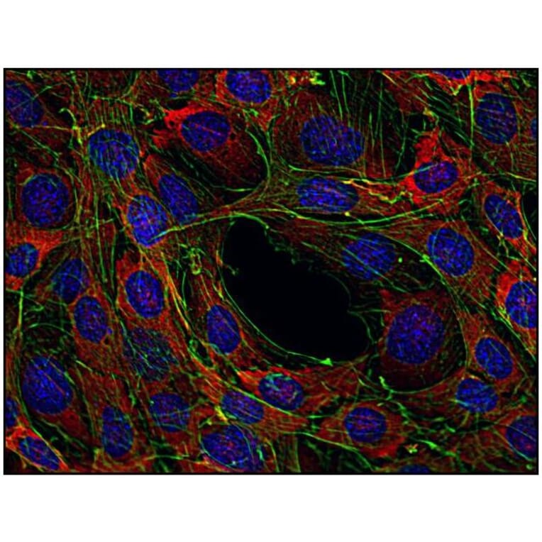ICC - Anti-SOS1 Antibody [SOS-01] (A86758)