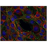 ICC - Anti-SOS1 Antibody [SOS-01] (A86758)