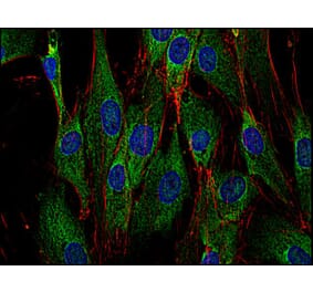 Immunocytochemistry - Anti-SOS1 Antibody [SOS-01] (A86756) - Antibodies.com