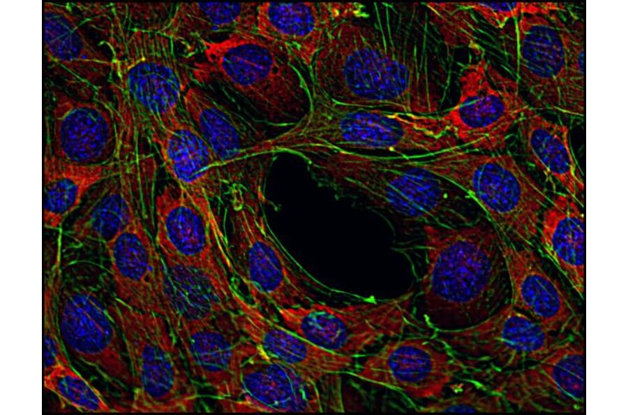 Immunocytochemistry - Anti-SOS1 Antibody [SOS-01] (A86758) - Antibodies.com