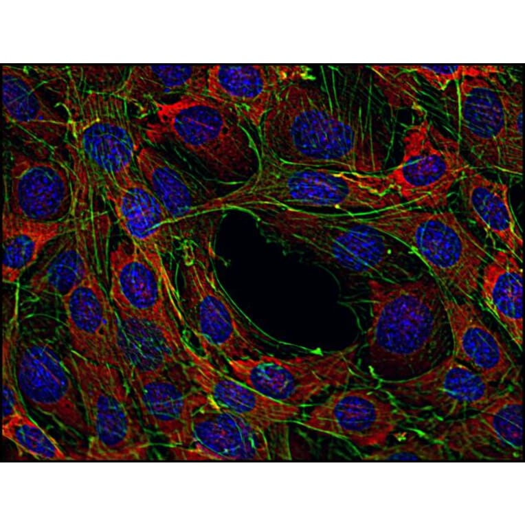 Immunocytochemistry - Anti-SOS1 Antibody [SOS-01] (A86758) - Antibodies.com