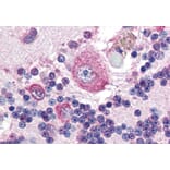 IHC - Anti-Placental Alkaline Phosphatase Antibody [H7E8] (A86765)