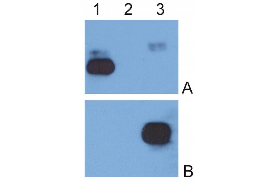 WB - Anti-Human IgG Fc Antibody [EM-07] (A86766)