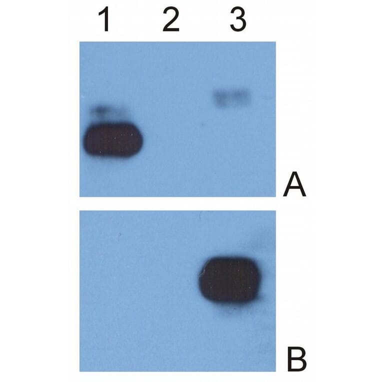 WB - Anti-Human IgG Fc Antibody [EM-07] (A86766)