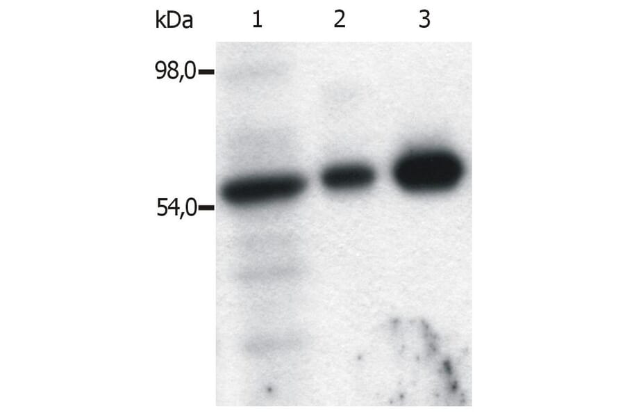 IP - Anti-FYN Antibody [FYN-01] (A86767)