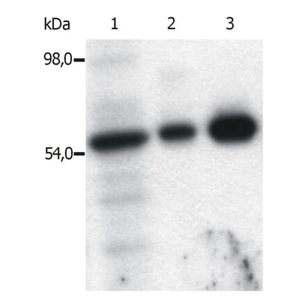 IP - Anti-FYN Antibody [FYN-01] (A86767)