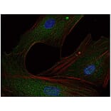 ICC - Anti-FYN Antibody [FYN-01] (A86767)