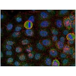ICC - Anti-FYN Antibody [FYN-01] (A86767)