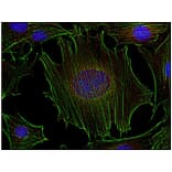 ICC - Anti-FYN Antibody [FYN-01] (A86767)