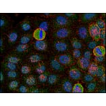 Immunocytochemistry - Anti-FYN Antibody [FYN-01] (A86766) - Antibodies.com